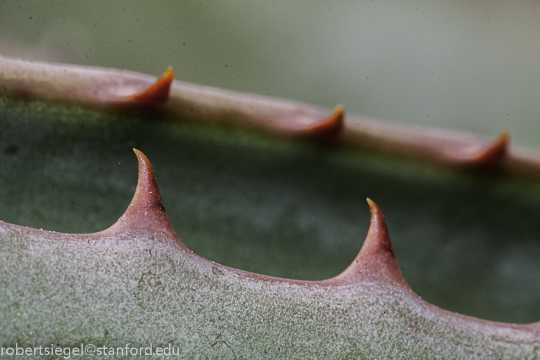 agave